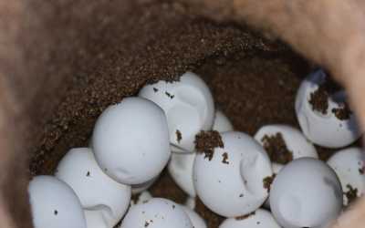 Wycieczka fakultatywna, Wycieczka na plażę Lara Beach i kanion Avakas z Pafos