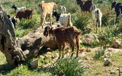 Wycieczka fakultatywna, Wycieczka Marathon Jeep Safari - Narodowy Park Akamas z Cypru Północnego